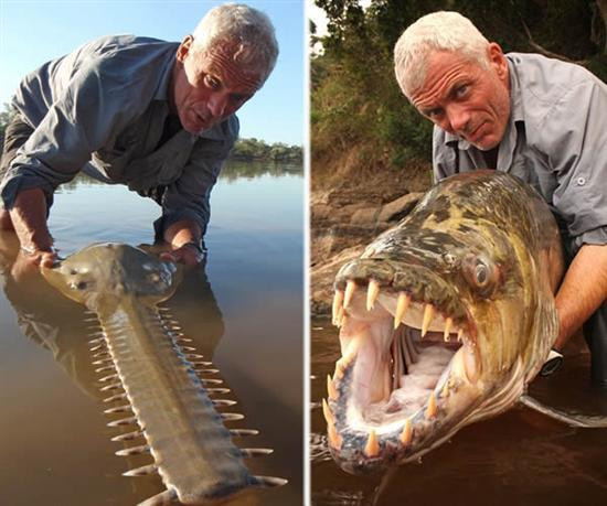 «Γολιάθ tigerfish» – Το γιγαντιαίο πιράνχας (βίντεο)